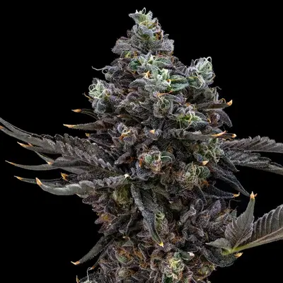 Triple Lindy by Blueprint Cannabis cannabis strain