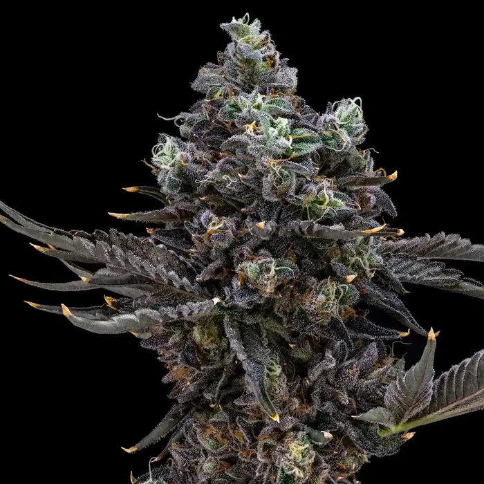 Triple Lindy by Blueprint Cannabis cannabis strain