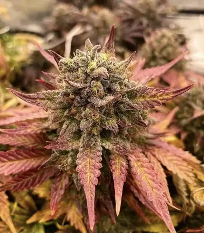 Troll Foot Auto by Silphium Seeds cannabis strain
