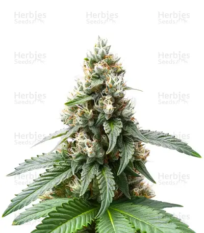 Tropical Tangie by Dutch Passion, Photoperiod cannabis strain