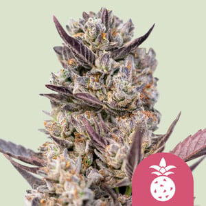Tropicana Cookies Purple Autoflower by MSNL Seeds, Autoflower cannabis strain