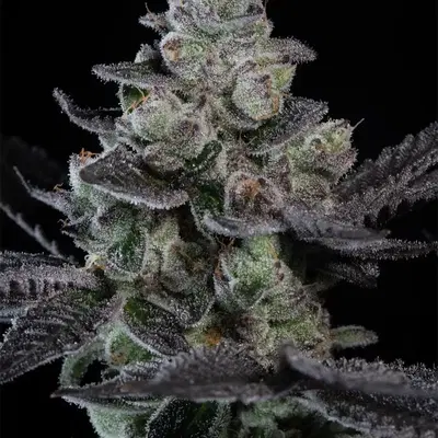Tropicana Crush by Paradise Seeds, Photoperiod cannabis strain