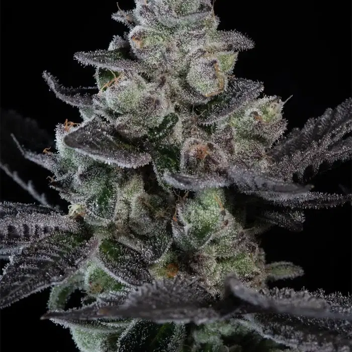 Tropicana Crush by Paradise Seeds, Photoperiod cannabis strain