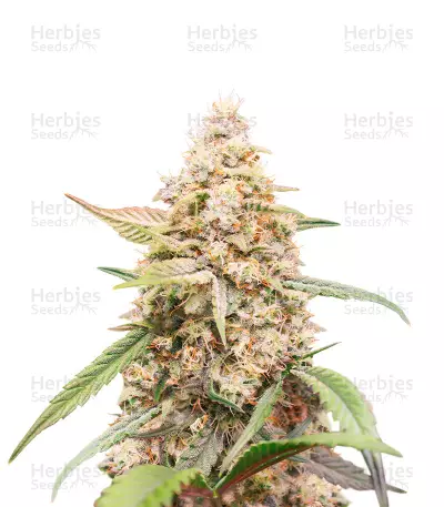 Tropicanna Poison XL Auto by Sweet Seeds, Autoflower cannabis strain