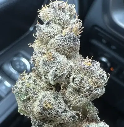 Turtle Pie by Turtle Pie Co cannabis strain