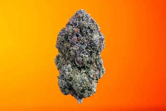 Turtle Topia by Turtle Pie Co cannabis strain
