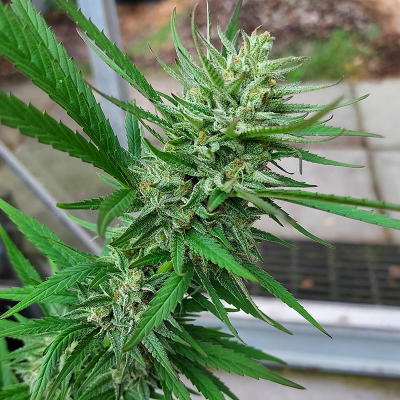 Ultra Early Love F6 by Real Gorilla Seeds, Photoperiod cannabis strain