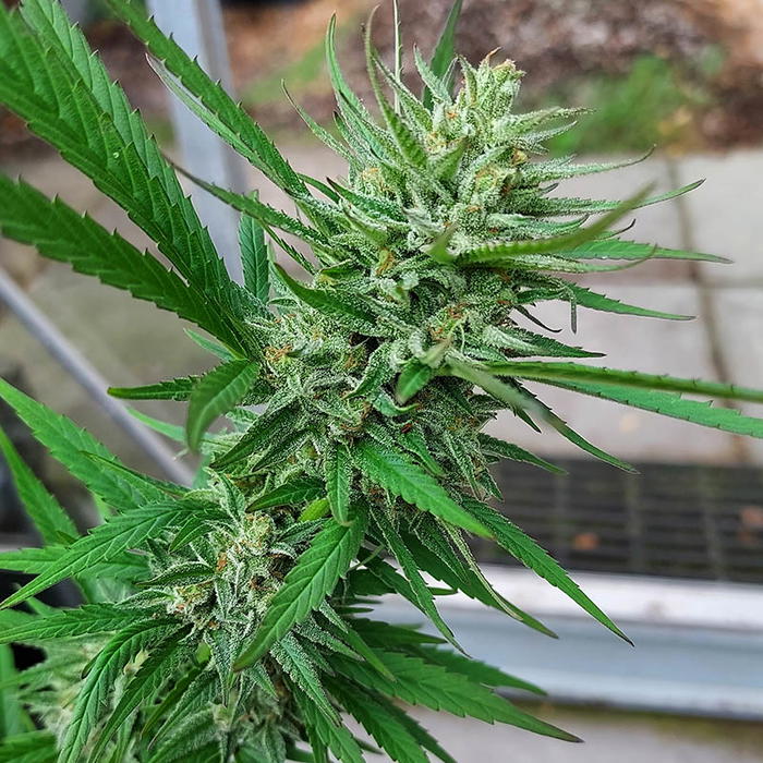 Ultra Early Love F6 by Real Gorilla Seeds, Photoperiod cannabis strain