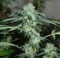Underdog Og Regular by Loompa Farms cannabis strain