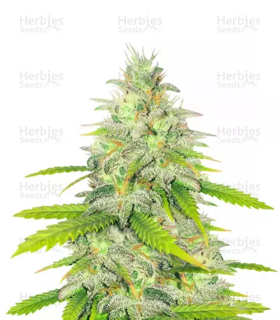 Unknown Kush Early Version by Delicious Seeds, Photoperiod cannabis strain