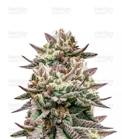 Deadhead OG by The Cali Connection, Photoperiod cannabis strain