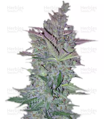 Vertigo cannabis strain