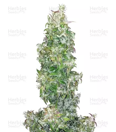 Walter White by Mephisto Genetics, Autoflower cannabis strain