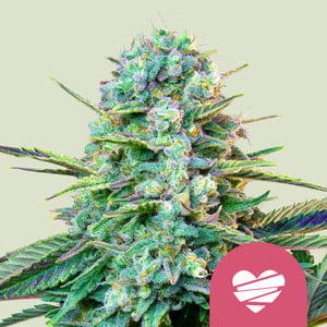 Wedding Crasher Auto by Ganja Farmer, Autoflower cannabis strain