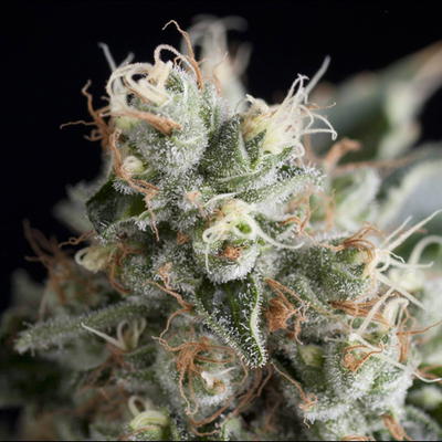 Wendy by Trikoma Seeds, Photoperiod cannabis strain