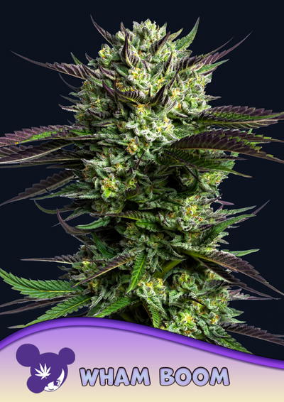 Wham Boom by Anesia Seeds, Photoperiod cannabis strain