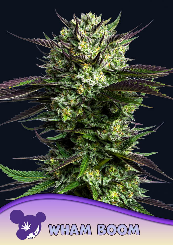 Wham Boom by Anesia Seeds, Photoperiod cannabis strain