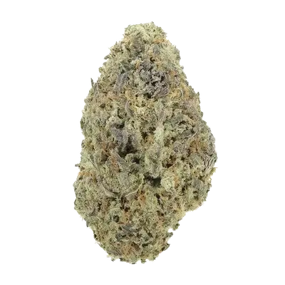 White Bronco by Team Elite Genetics cannabis strain