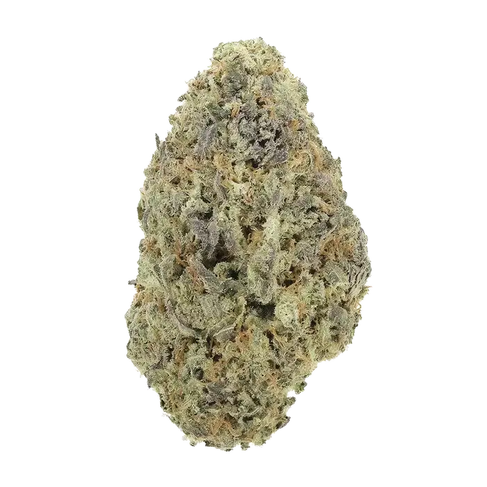 White Bronco by Team Elite Genetics cannabis strain