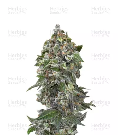 White Cheese Autoflowering by Zambeza, Autoflower cannabis strain