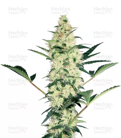 White Diesel by White Label, Photoperiod cannabis strain