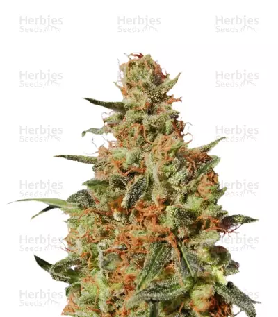 White Domina by Kannabia Seed Company, Photoperiod cannabis strain