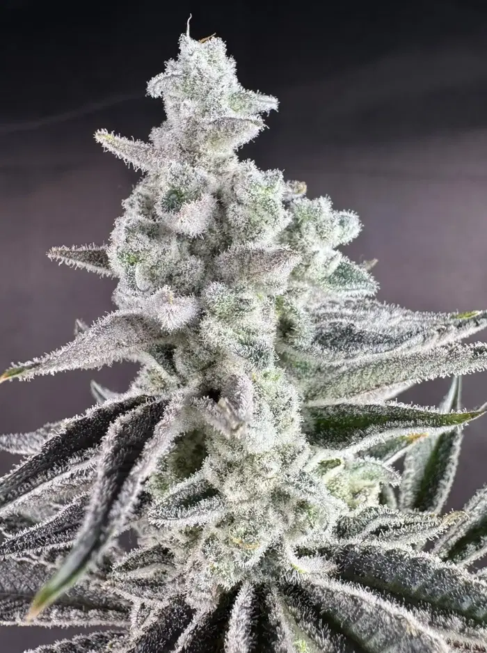 White Flamingo by Florganix cannabis strain