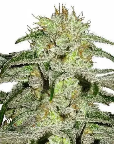 White Lightning Regular by British Columbia Seed Company cannabis strain