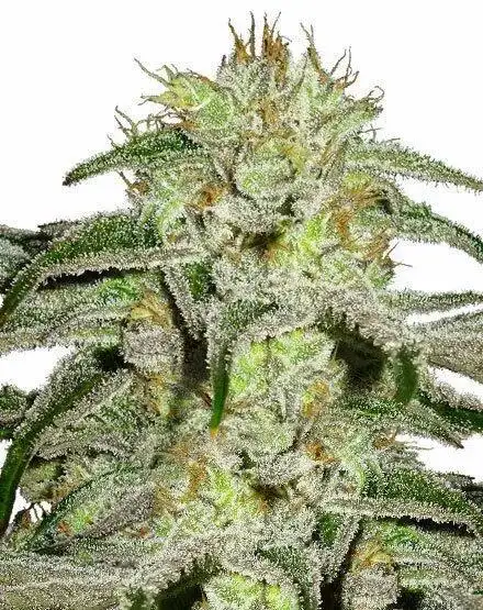White Lightning Regular by British Columbia Seed Company cannabis strain