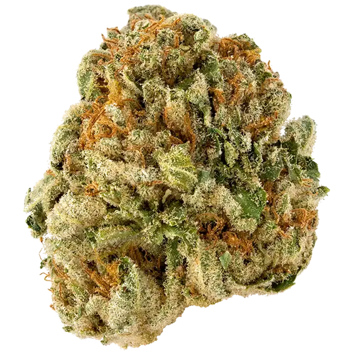 White Papaya by Oni Seed co., Photoperiod cannabis strain