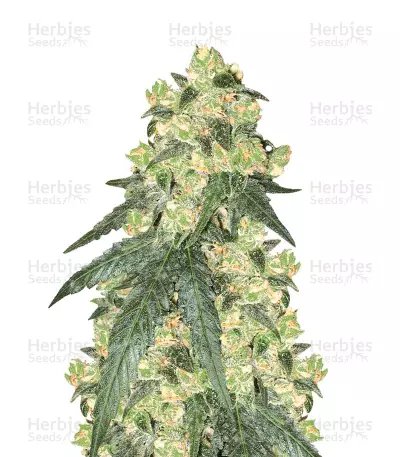 White Rhino Regular by White Label, Photoperiod cannabis strain