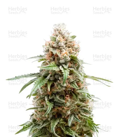 White Runtz by Premium Cultivars, Photoperiod cannabis strain