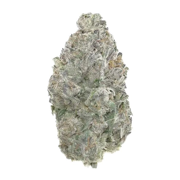 White Silk by Xeno Seed Company cannabis strain