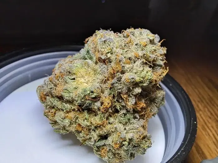 White Whale by Floracal Farms cannabis strain