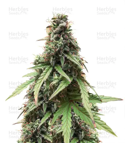 White Widow Auto CBD by Green House Seed Co., Autoflower cannabis strain
