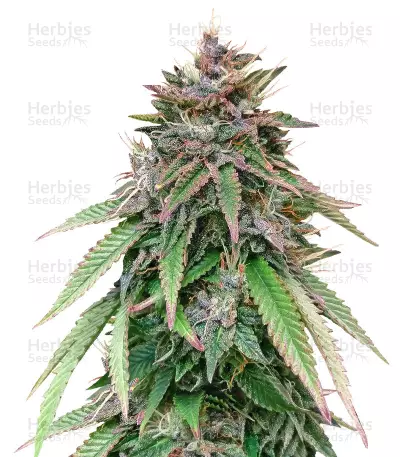 White Widow feminized seeds by WeedSeedsExpress, Photoperiod cannabis strain