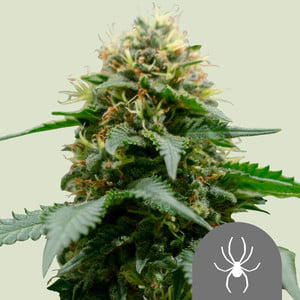 White Widow XL Autoflowering by Zambeza, Autoflower cannabis strain