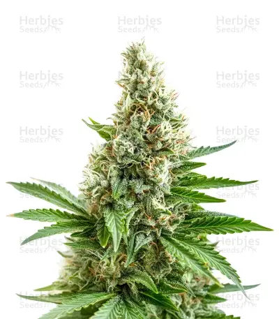 White Widow XXL Auto by Dinafem, Autoflower cannabis strain