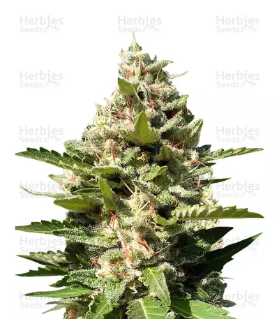 White Zlushi by Terphogz, Photoperiod cannabis strain