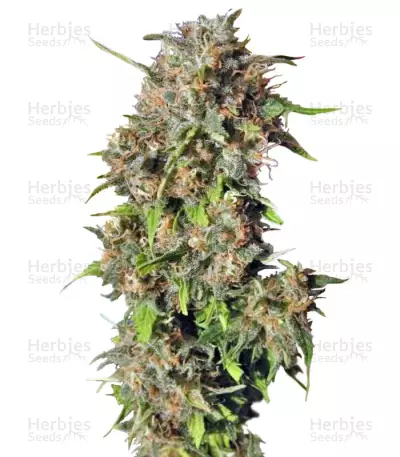 Wild Rose® by Sweet Seeds, Photoperiod cannabis strain