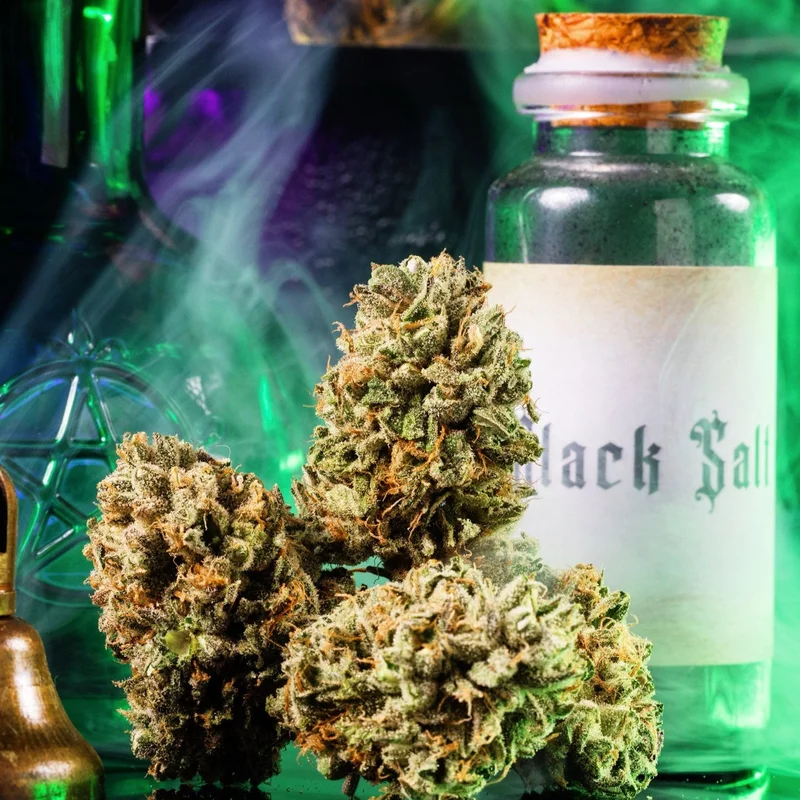 Big Z by Wizard Trees, Photoperiod cannabis strain
