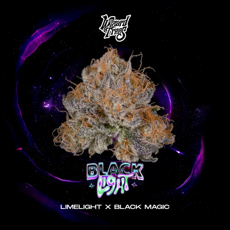 Blacklight by Wizard Trees, Photoperiod cannabis strain