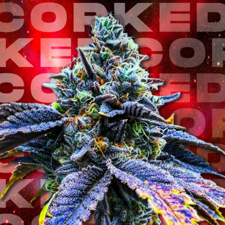 Corked by Wizard Trees, Photoperiod cannabis strain