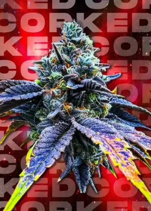 Corked by Wizard Trees, Photoperiod cannabis strain