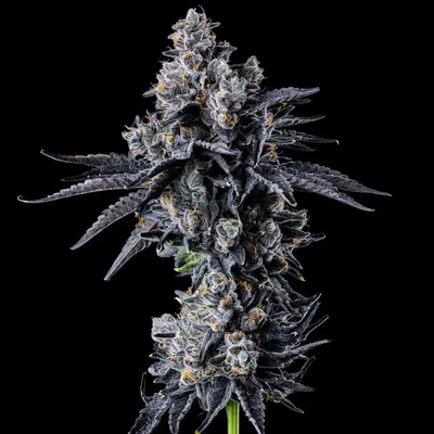Empire 54 by Wizard Trees, Photoperiod cannabis strain