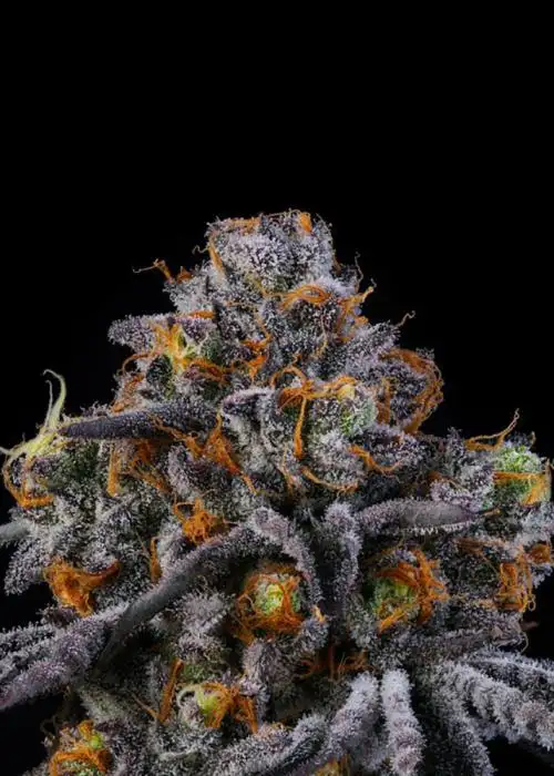 Fine Print by Wizard Trees cannabis strain