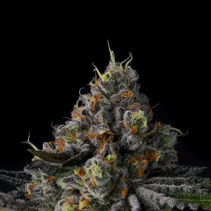 Galactic Rainbow by Wizard Trees, Photoperiod cannabis strain