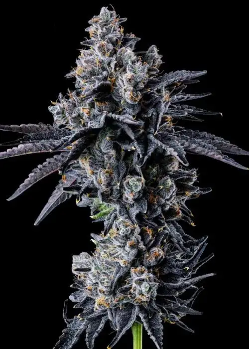 Gravitide by Wizard Trees cannabis strain