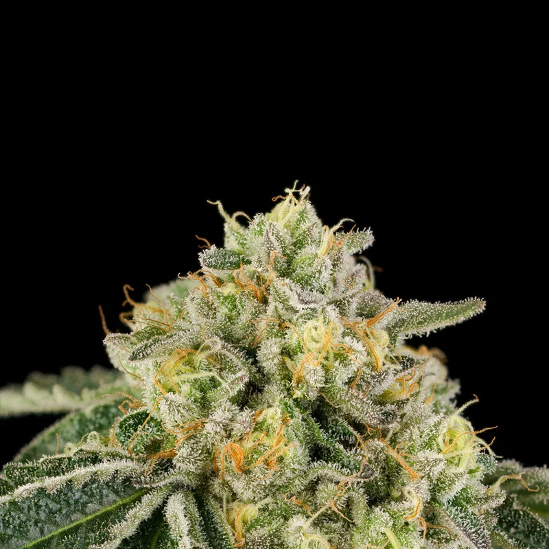 Heel Hook by Wizard Trees, Photoperiod cannabis strain