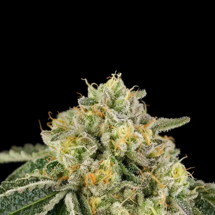 Heel Hook by Wizard Trees, Photoperiod cannabis strain